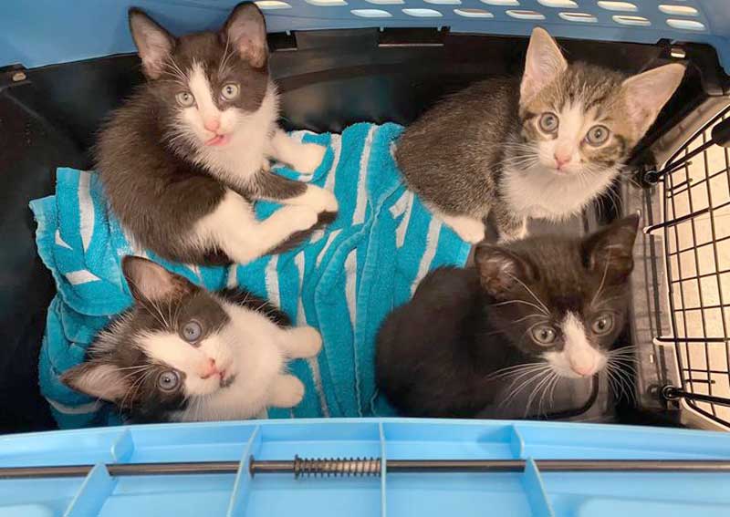 Carousel Slide 2: Veterinary care for cats